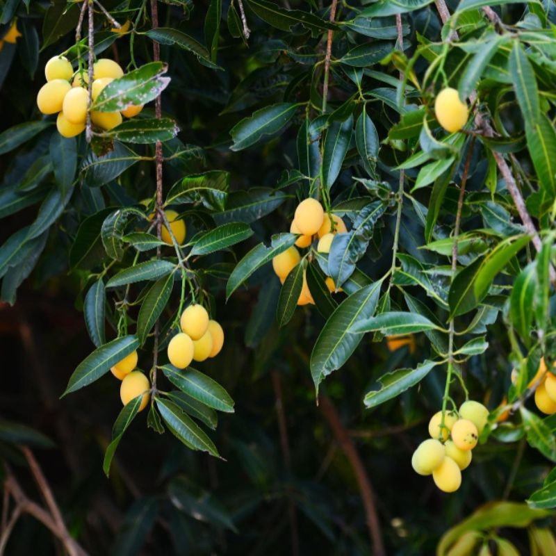 Maparang (Graft) (મપરાંગ / મરાંગ – ગ્રાફ્ટેડ)